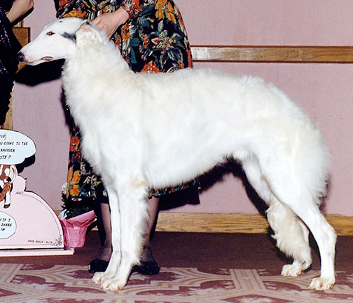 1992 Futurity Junior Dog, 9 months and under 12 - 1st