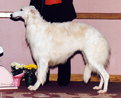 1992 Futurity Dog, 21 months and under 24 - 1st
