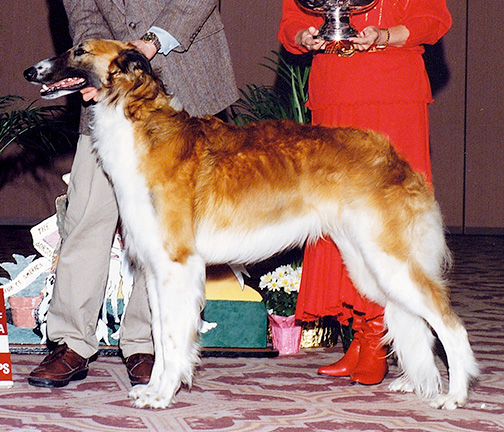 1992 Puppy Sweepstakes Dog, 12 months and under 15 - 1st 