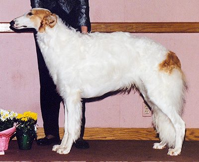 1992 Futurity Senior Dog, 15 months and under 18 - 1st