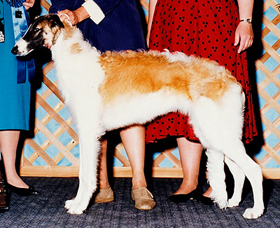 1993 Puppy Sweepstakes Bitch, 6 months and under 9 - 2nd