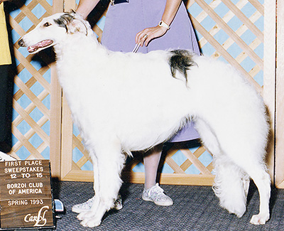 1993 Bitch, Bred by Exhibitor - 3rd
