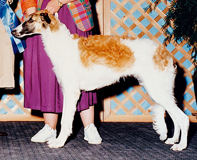 1993 Dog, 6 months and under 9 - 1st