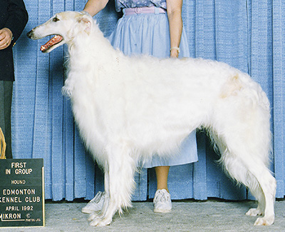 1993 Dog, Bred by Exhibitor - 4th