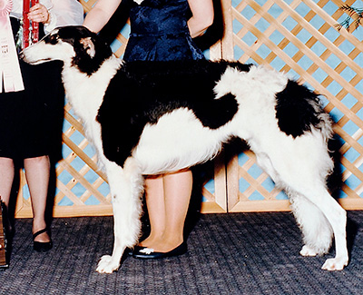 1993 Futurity Junior Dog, 12 months and under 18 - 1st