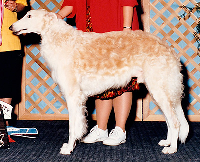1993 Veteran Sweepstakes Dog, 9 months and under 12 - 1st