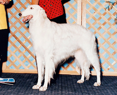 1993 Veteran Sweepstakes Dog, 9 years and under 10 - 1st