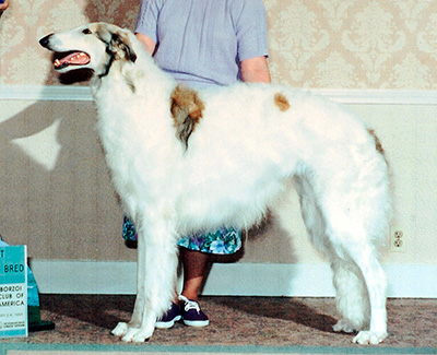 1994 Dog, Amerian Bred - 1st