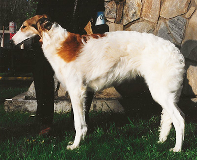 1994 Futurity Dog, 6 months and under 9 - 3rd