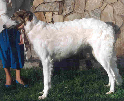 1994 Futurity Dog, 6 months and under 9 - 4th