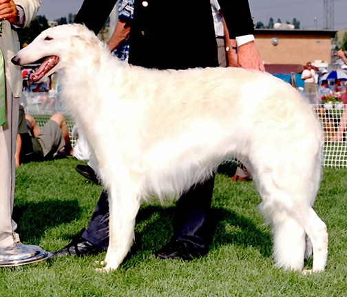 1994 Veteran Sweepstakes Dog, 9 months and under 12 - 1st