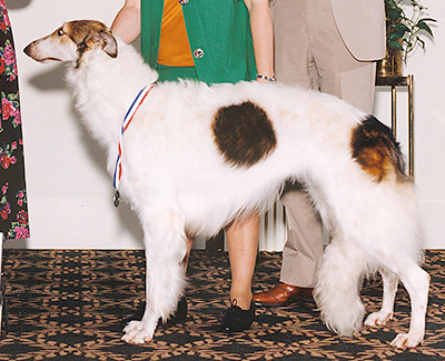 1995 Bitch, Bred by Exhibitor - 3rd