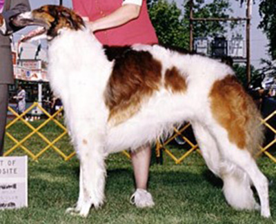 1995 Dog, 9 months and under 12 - 3rd