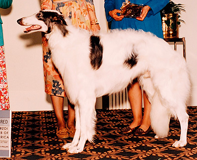 1995 Dog, Amerian Bred - 1st