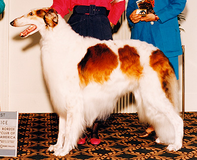1995 Dog, Novice - 1st