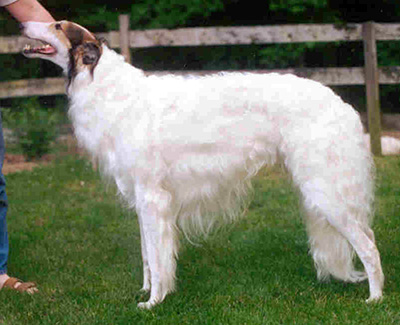 1995 Futurity Dog, 18 months and under 21 - 1st