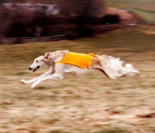 1995 Lure Coursing Best of Breed