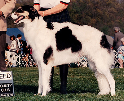 1995 Puppy Sweepstakes Dog, 9 months and under 12 - 1st