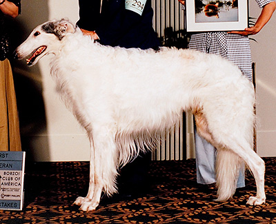 1995 Veteran Sweepstakes Dog, 9 years and under 10 - 1st
