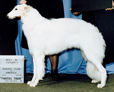 1996 Bitch, Bred by Exhibitor - 2nd