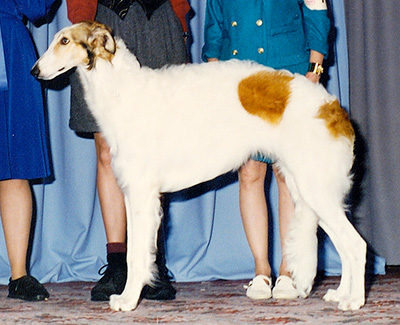 1996 Dog, 6 months and under 9 - 1st