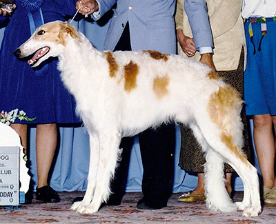 1996 Puppy Sweepstakes Dog, 9 months and under 12 - 3rd