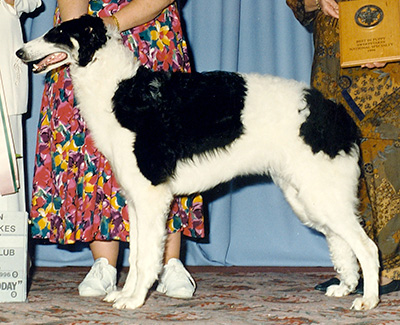 1996 Dog, 9 months and under 12 - 2nd