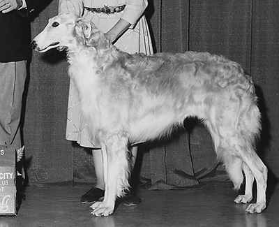1996 Dog, Bred by Exhibitor - 4th