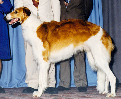 1996 Dog, Novice - 1st