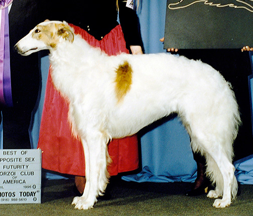 1996 Futurity Junior Dog, 12 months and under 15 - 1st