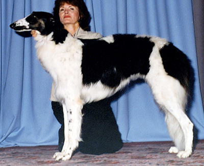 1996 Puppy Sweepstakes Bitch, 12 months and under 15 - 1st