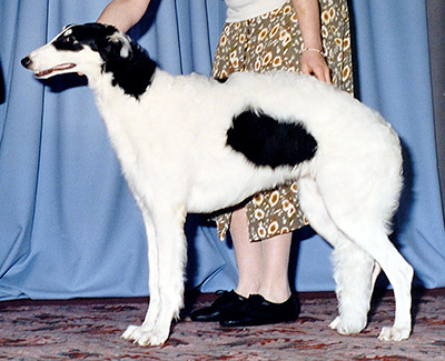 1996 Puppy Sweepstakes Bitch, 6 months and under 9 - 1st