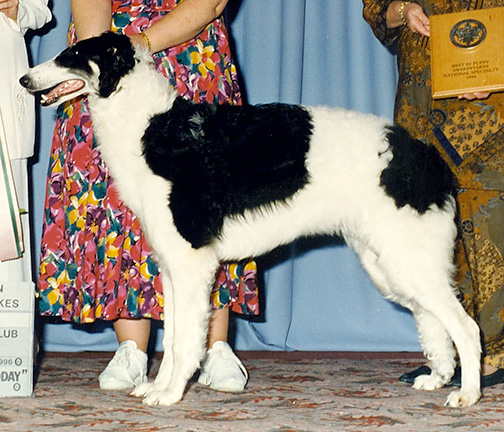 1996 Best in Puppy Sweepstakes