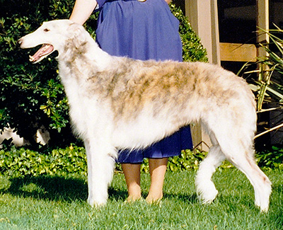 1996 Veteran Sweepstakes Bitch, 7 years and under 8 - 1st