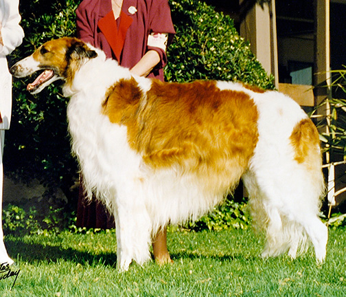 1996 Veteran Sweepstakes Dog, 7 years and under 8 - 1st
