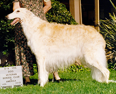 1996 Veteran Sweepstakes Dog, 9 months and under 12 - 1st