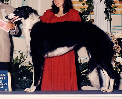 1997 Puppy Sweepstakes Bitch, 9 months and under 12 - 1st