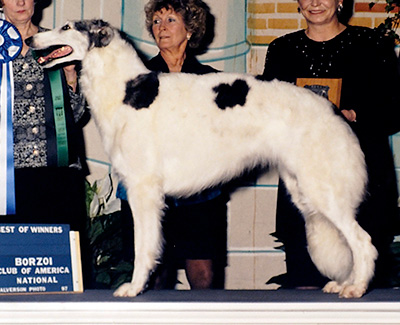 1997 Bitch, Bred by Exhibitor - 1st