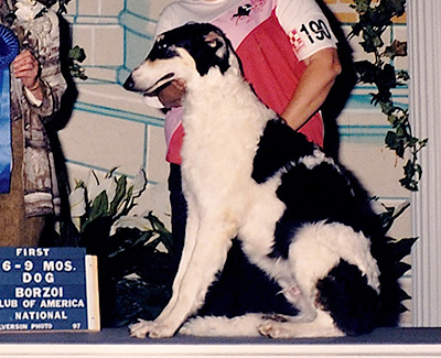 1997 Dog, 6 months and under 9 - 1st