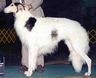 1997 Futurity Dog, 15 months and under 18 - 3rd