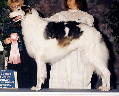 1997 Futurity Dog, 18 months and under 21 - 1st