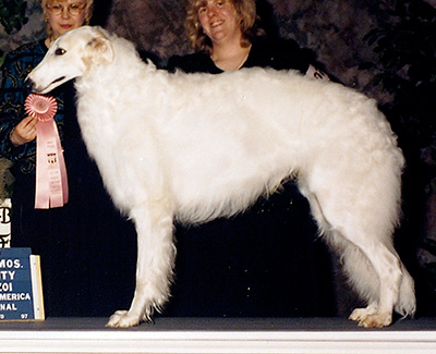 1997 Futurity Dog, 21 months and under 24 - 1st