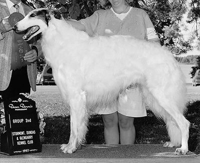1997 Futurity Dog, 21 months and under 24 - 3rd