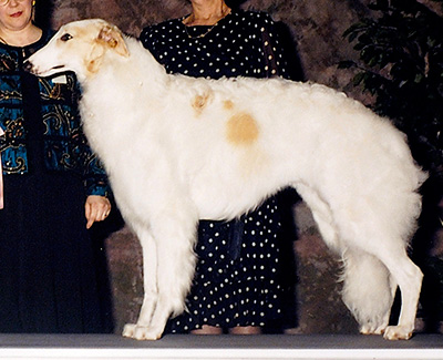 1997 Futurity Dog, 9 months and under 12 - 1st