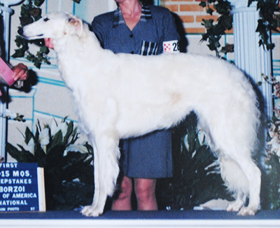 1997 Puppy Sweepstakes Bitch, 12 months and under 15 - 1st
