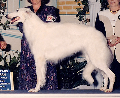 1997 Veteran Sweepstakes Bitch, 9 months and under 12 - 1st
