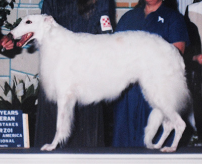 1997 Veteran Sweepstakes Bitch, 9 years and under 10 - 1st