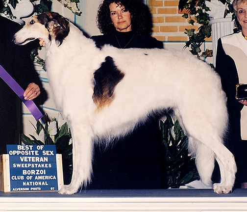 1997 Veteran Sweepstakes Dog, 7 years and under 8 - 1st