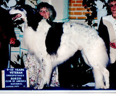 1997 Veteran Sweepstakes Dog, 9 months and under 12 - 1st