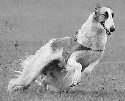 1998 AKC Lure Coursing Open 1st